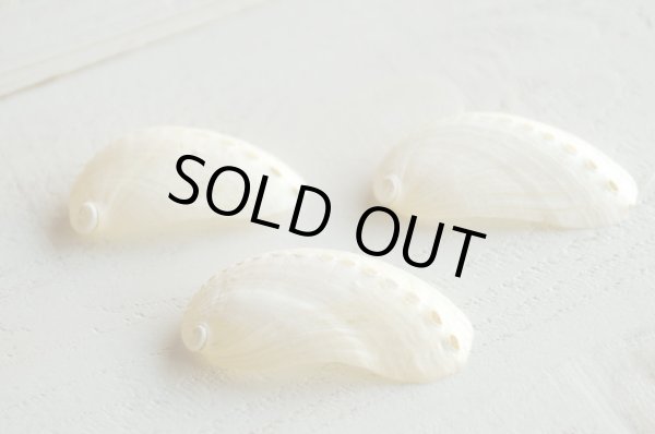 画像1: ミミ貝パール