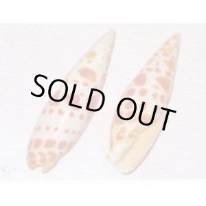 画像: オレンジスポット