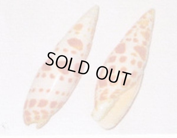 画像1: オレンジスポット