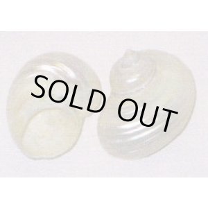 画像: シルバーパール