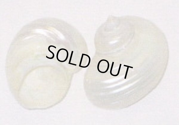 画像1: シルバーパール