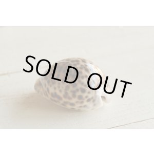 画像: トータスシェル