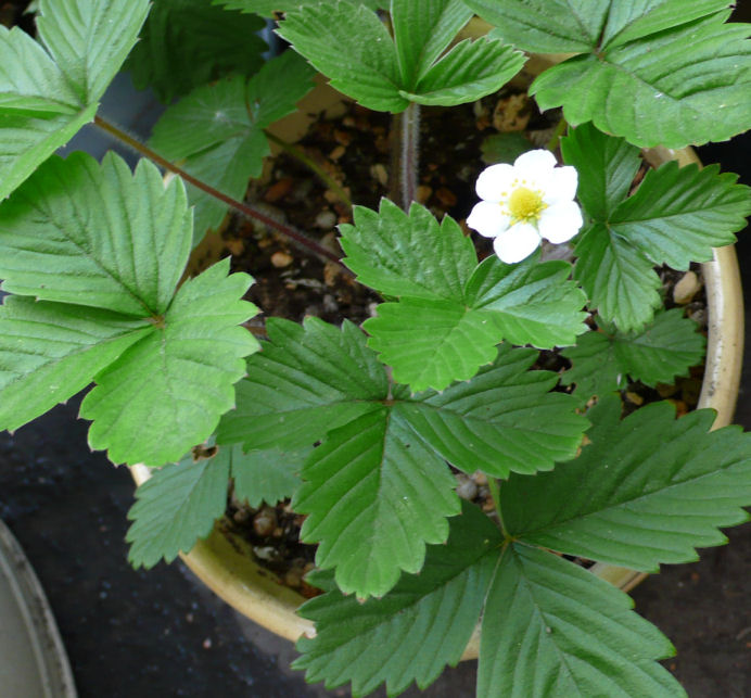 画像: 鉢によってはまだ花だけです